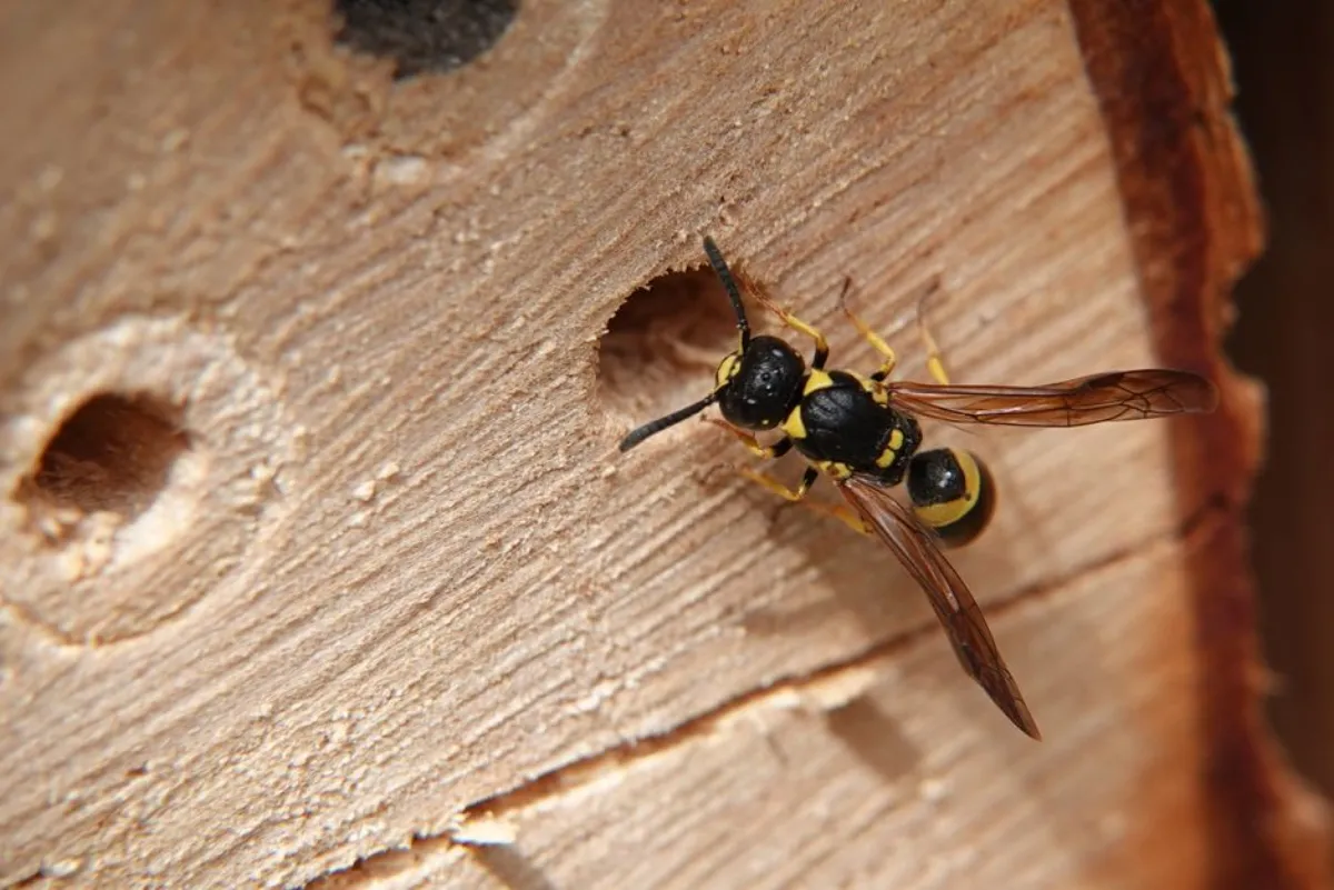 potter wasp